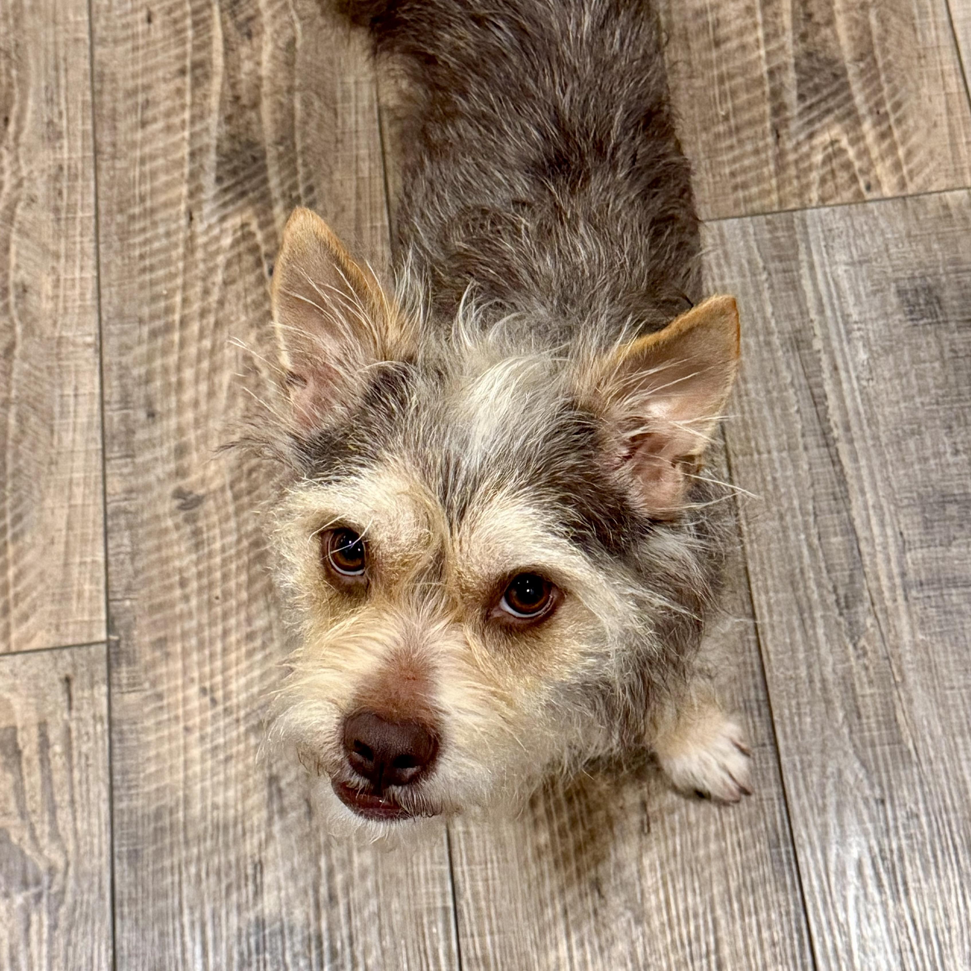 Enlarge Sadie, an adopted mixed breed in Prior Lake, MN image 5/6