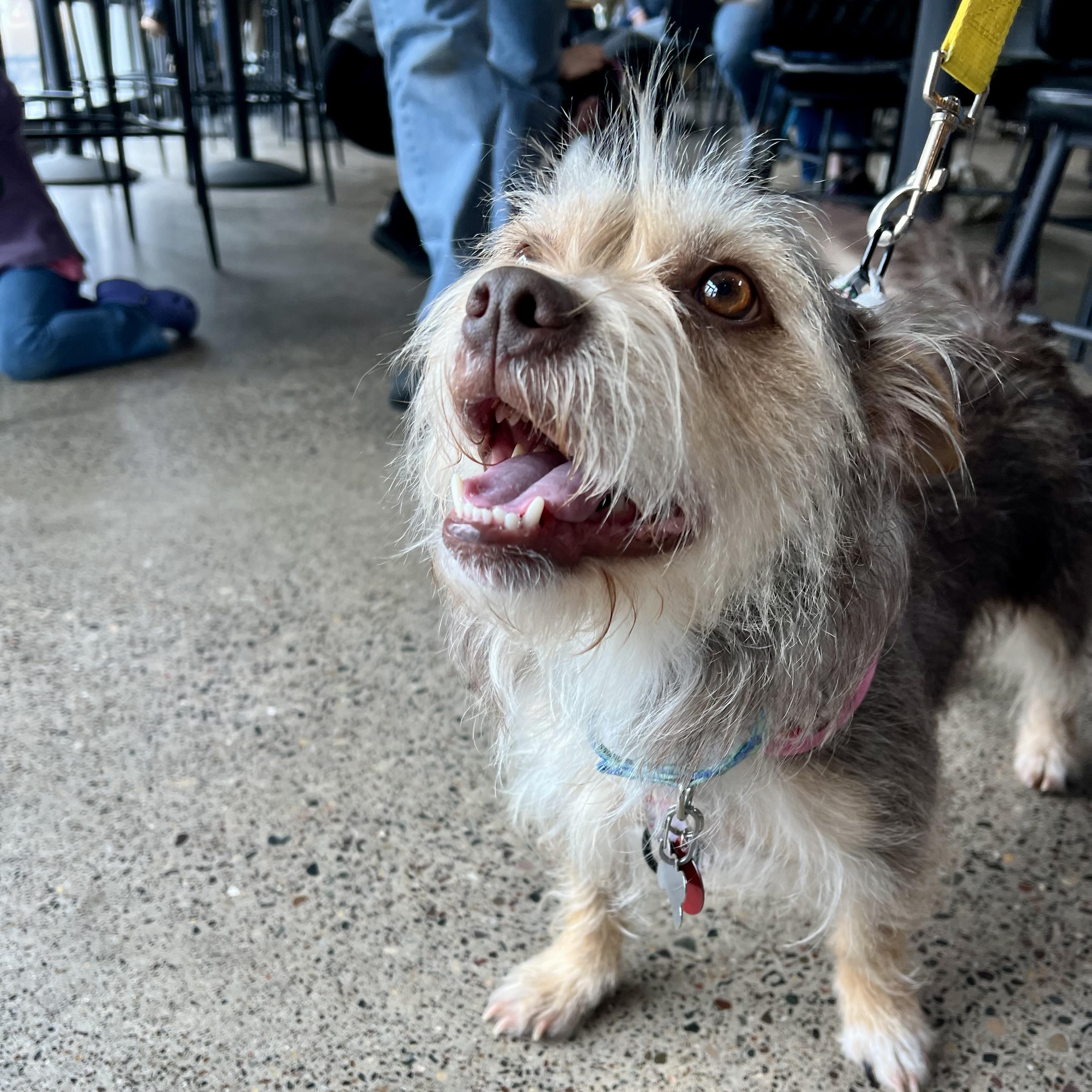 Enlarge Sadie, an adopted mixed breed in Prior Lake, MN image 4/6