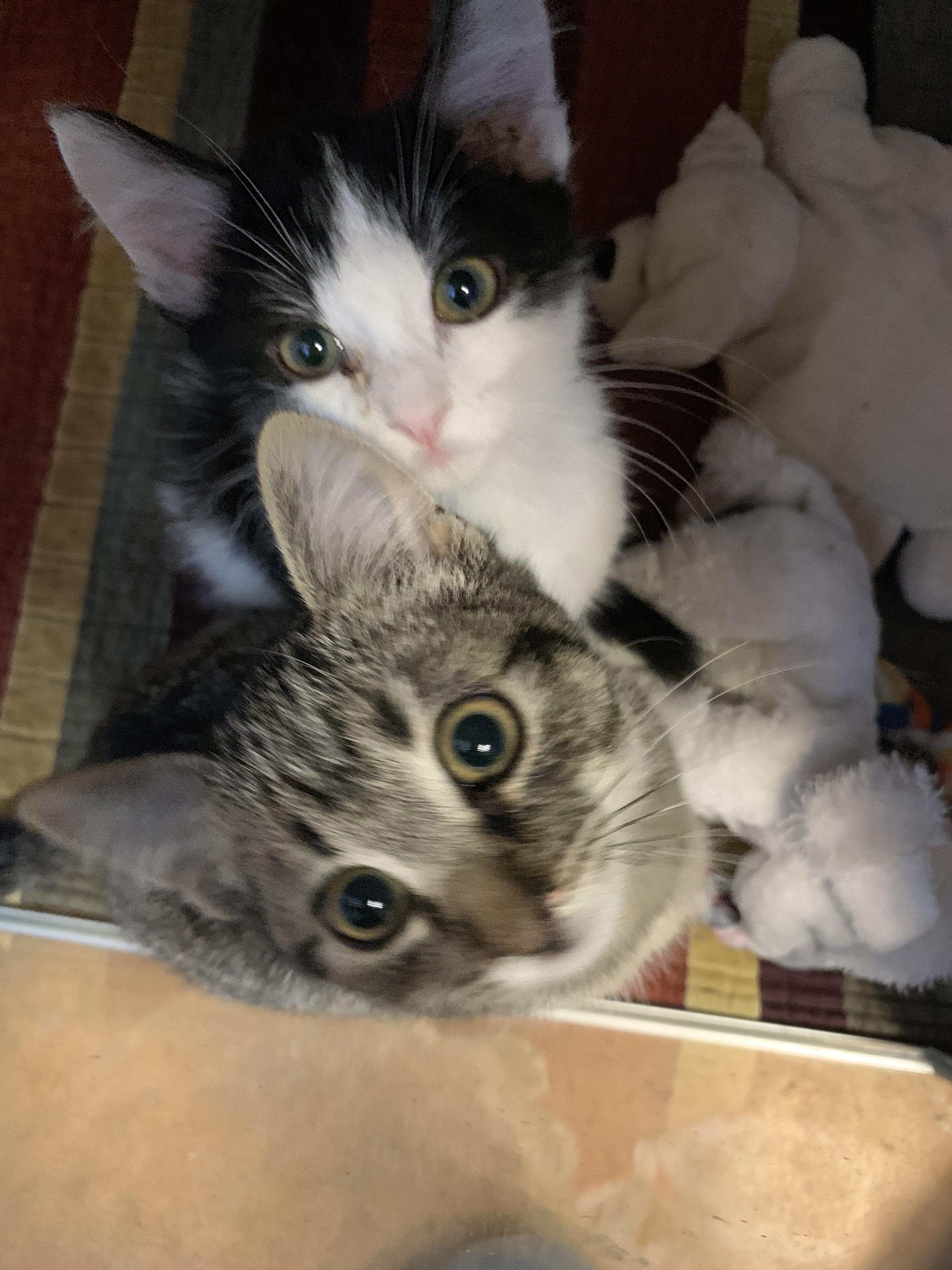 Nutty, a Adoptable Domestic Short Hair in Thayne, WY image 5/5