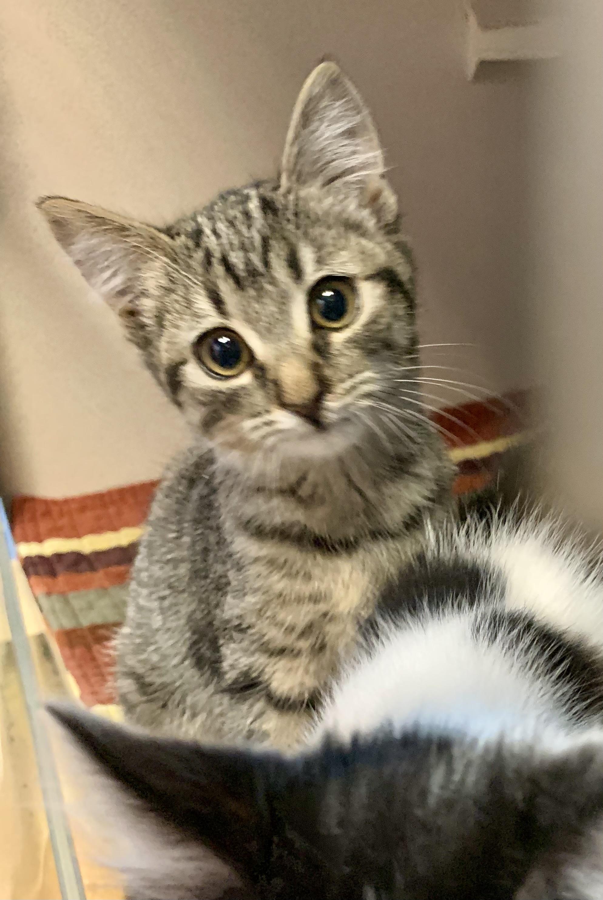 Nutty, a Adoptable Domestic Short Hair in Thayne, WY image 1/5