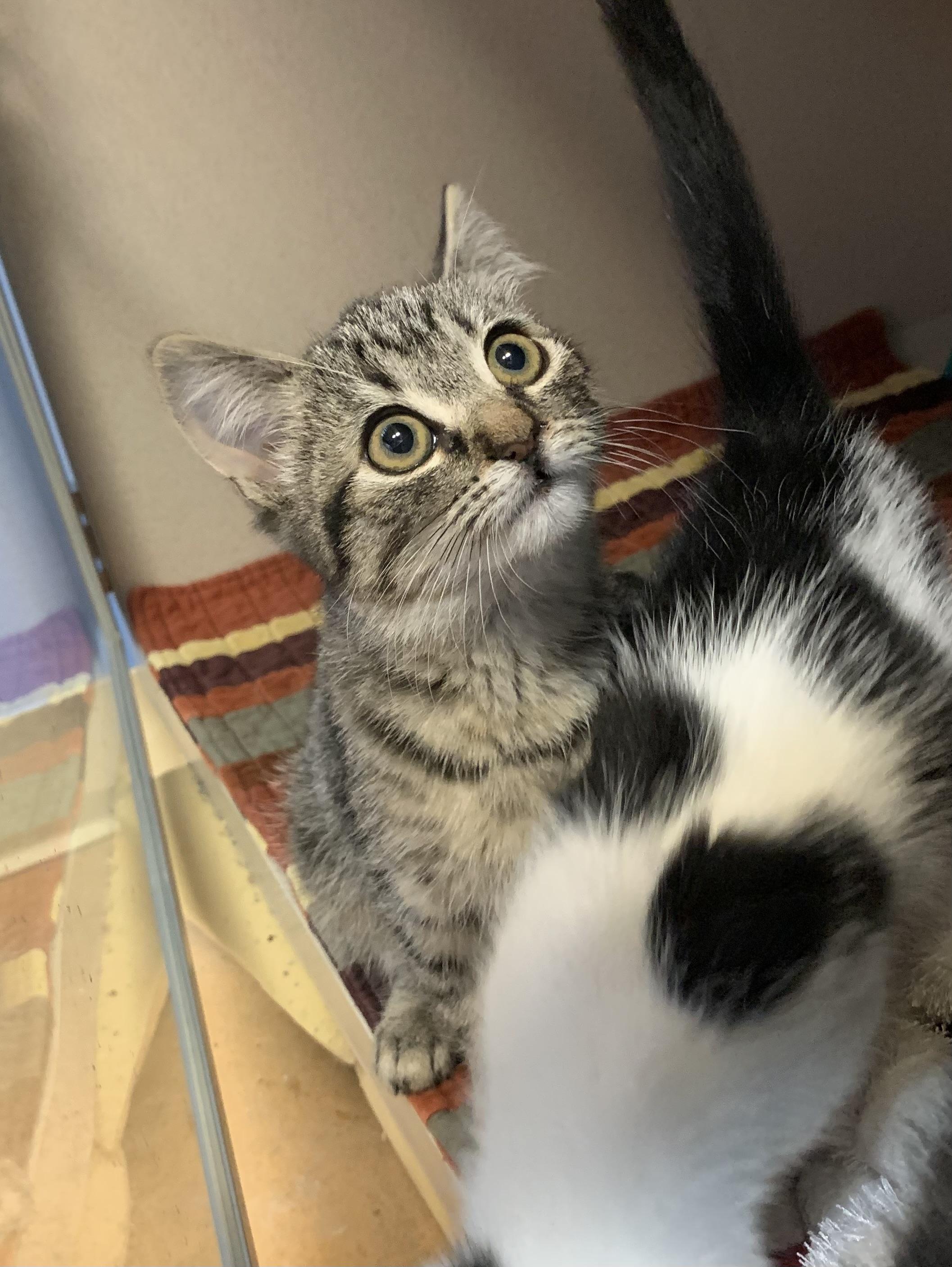 Nutty, a Adoptable Domestic Short Hair in Thayne, WY image 3/5