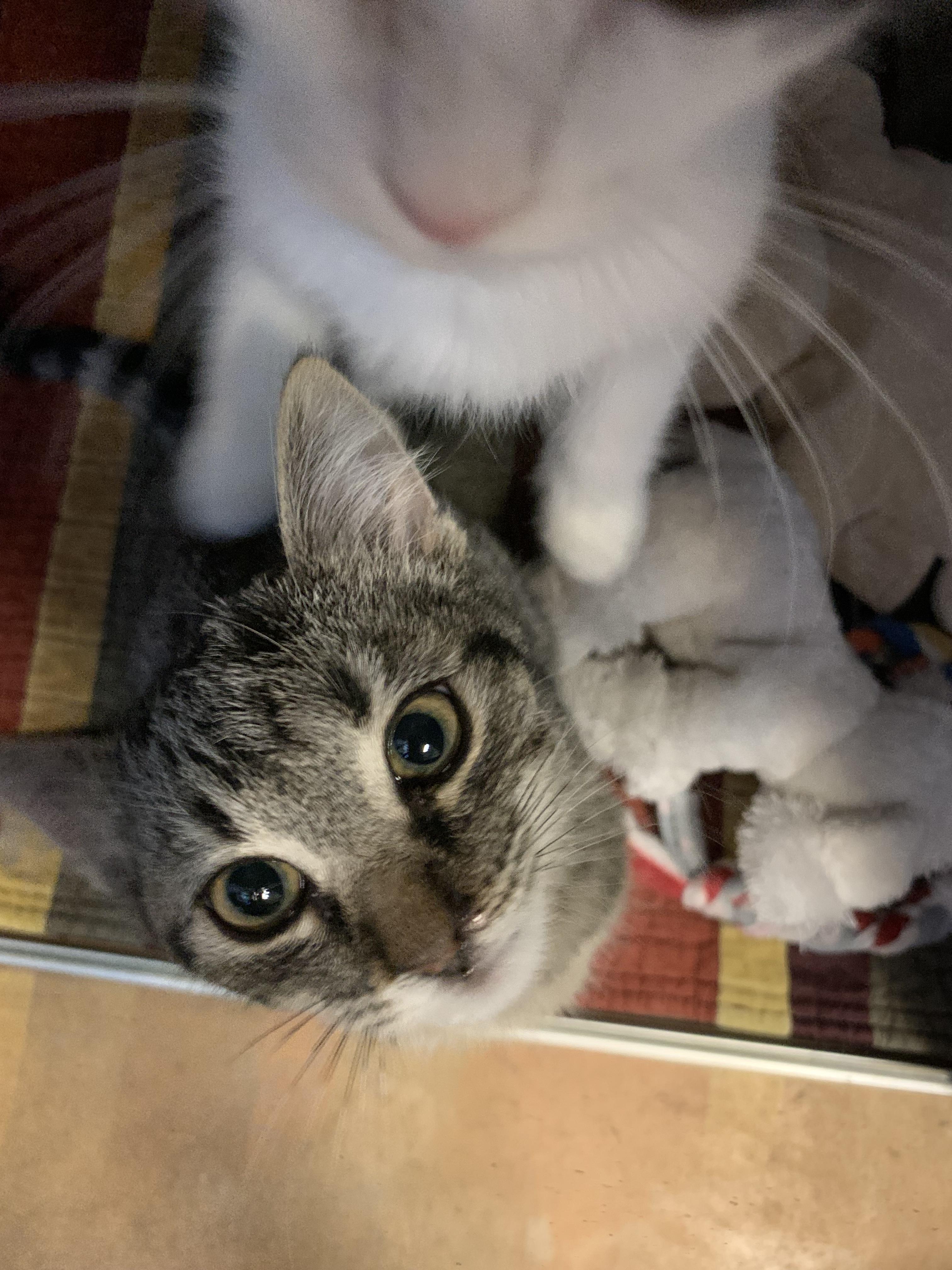 Nutty, a Adoptable Domestic Short Hair in Thayne, WY image 4/5