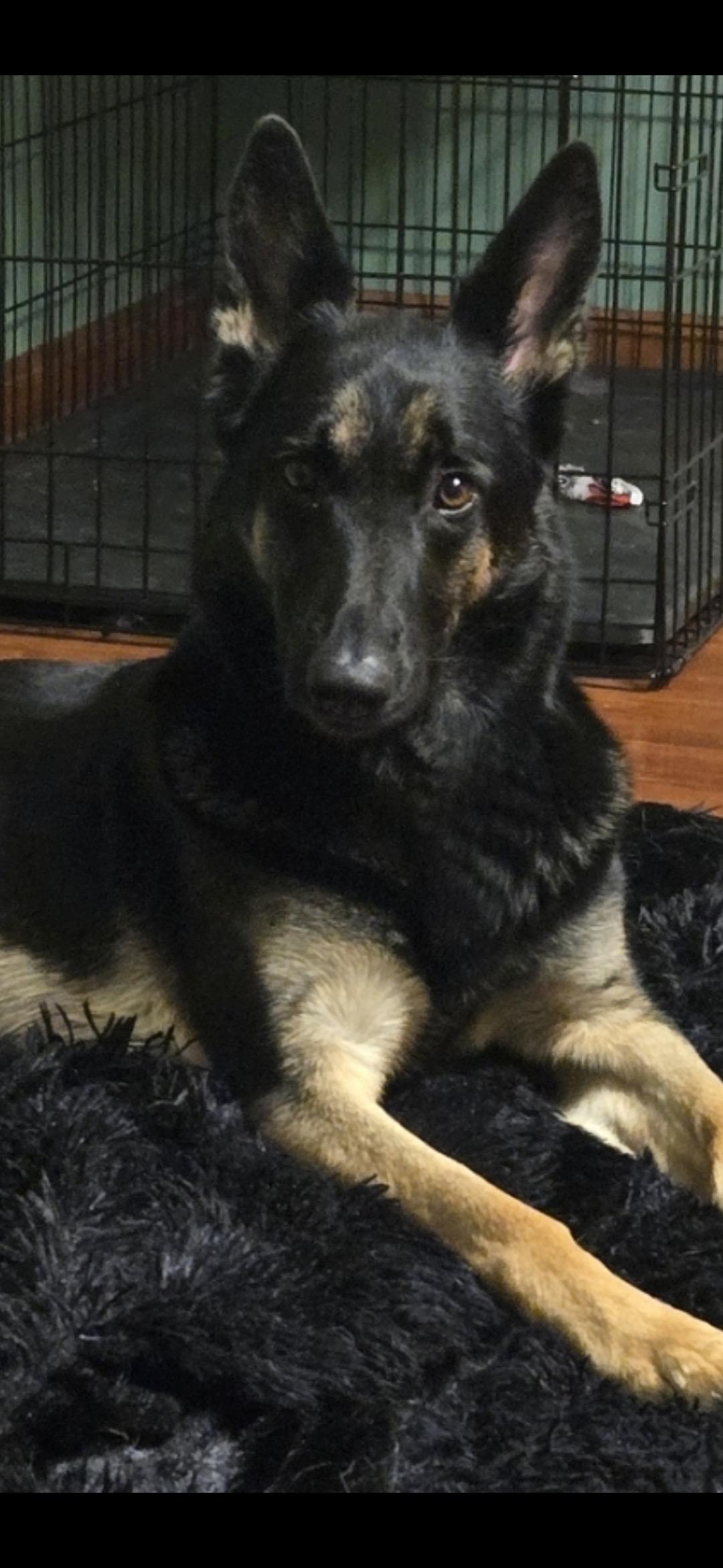 Enlarge Raven, an adopted German Shepherd Dog in Blackstone, VA image 2/2