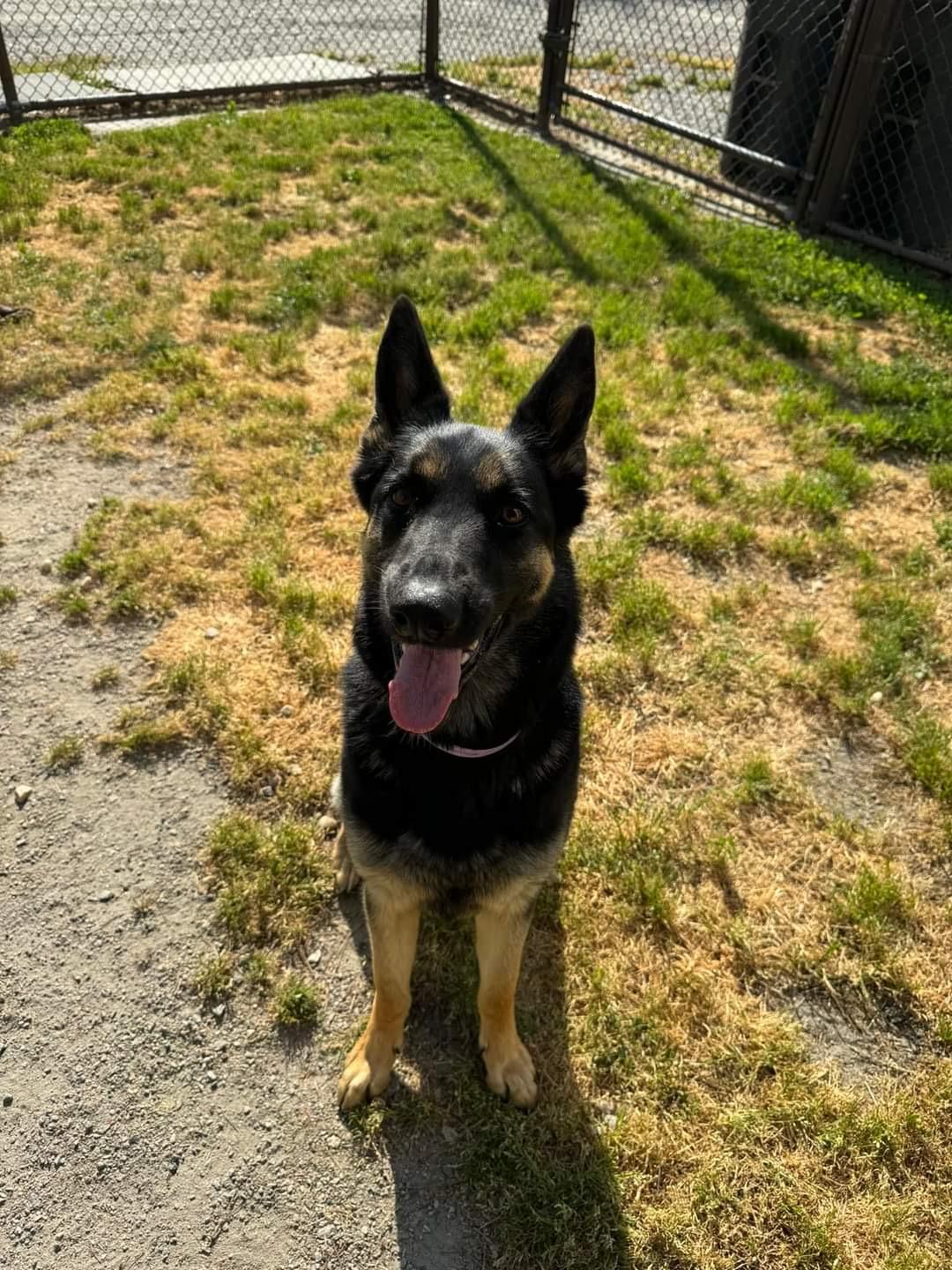 Raven, adopted, Adult Female German Shepherd Dog.