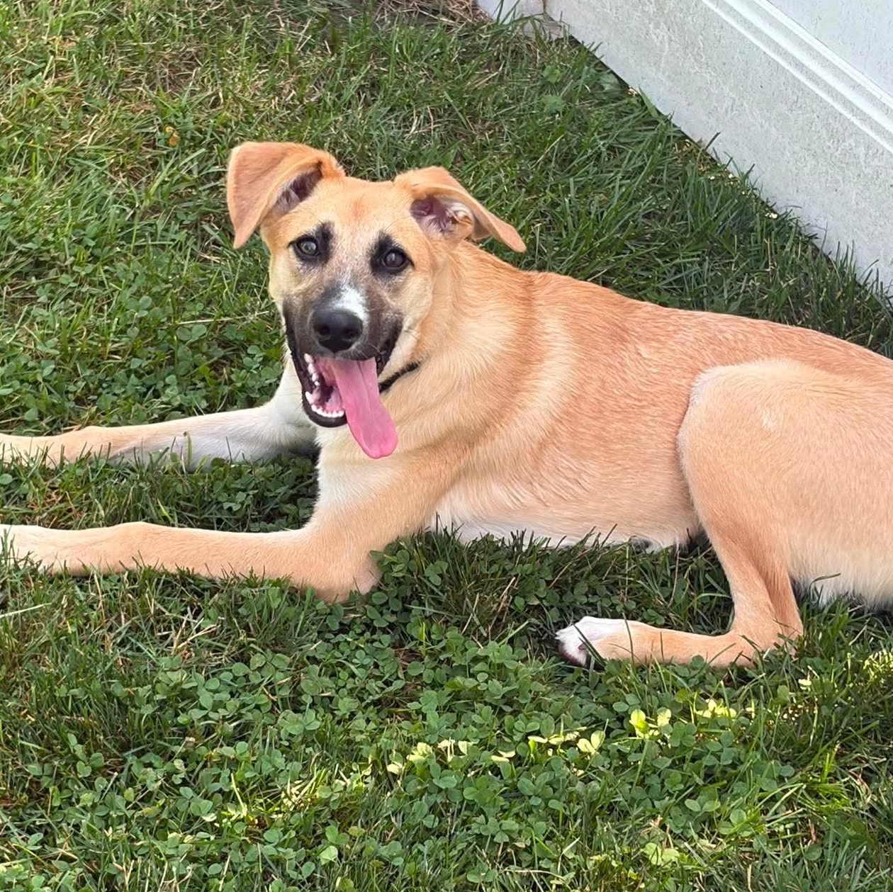 Oakley, adoptable, Puppy Female German Shepherd Dog & Norwegian Elkhound.
