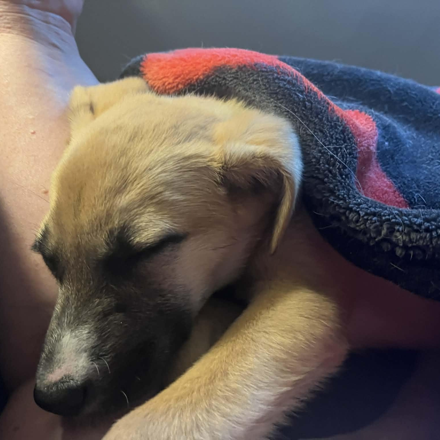 Oakley, a ADOPTABLE mixed breed in Rochester, NY image 5/6