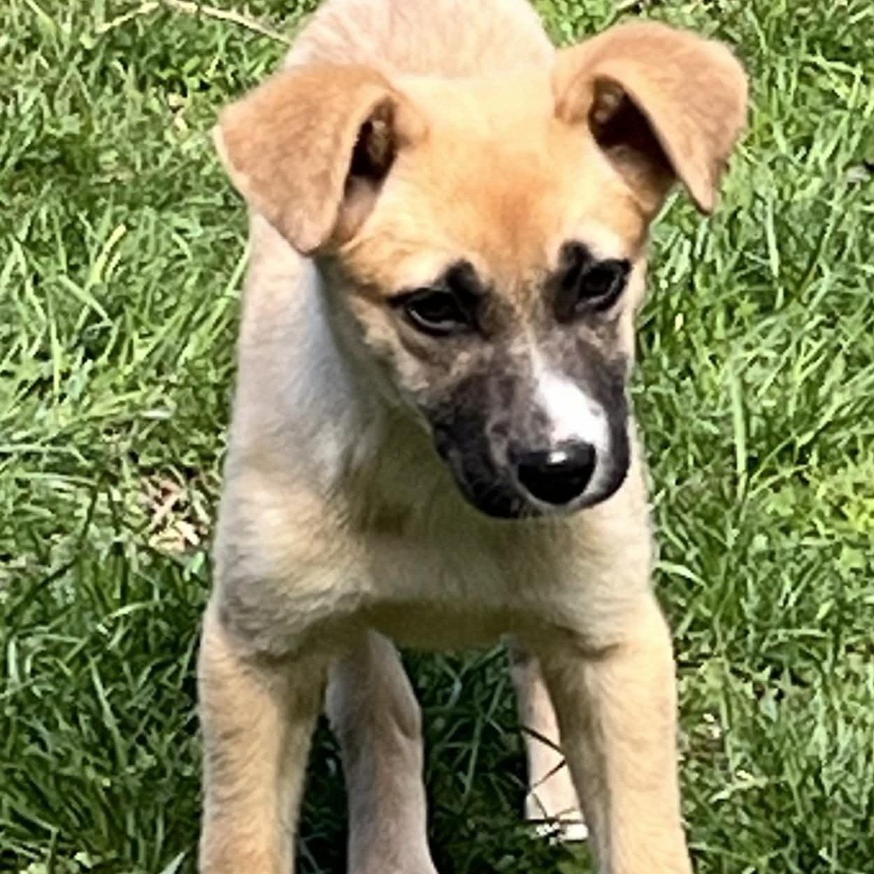 Oakley, a ADOPTABLE mixed breed in Rochester, NY image 2/6