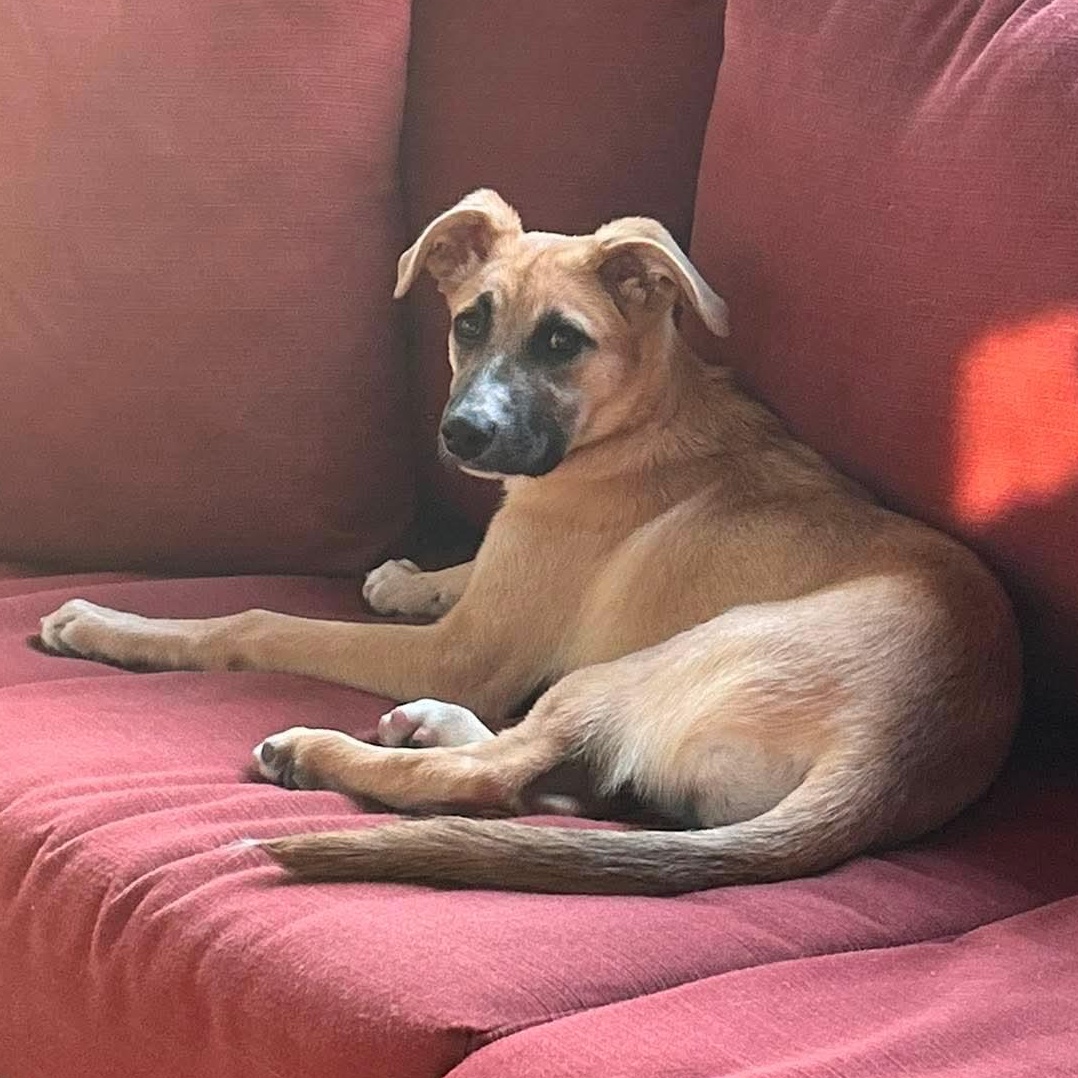 Oakley, an adoptable mixed breed in Rochester, NY image 2/5