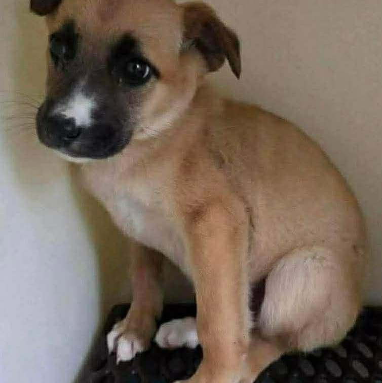 Oakley, a ADOPTABLE mixed breed in Rochester, NY image 6/6