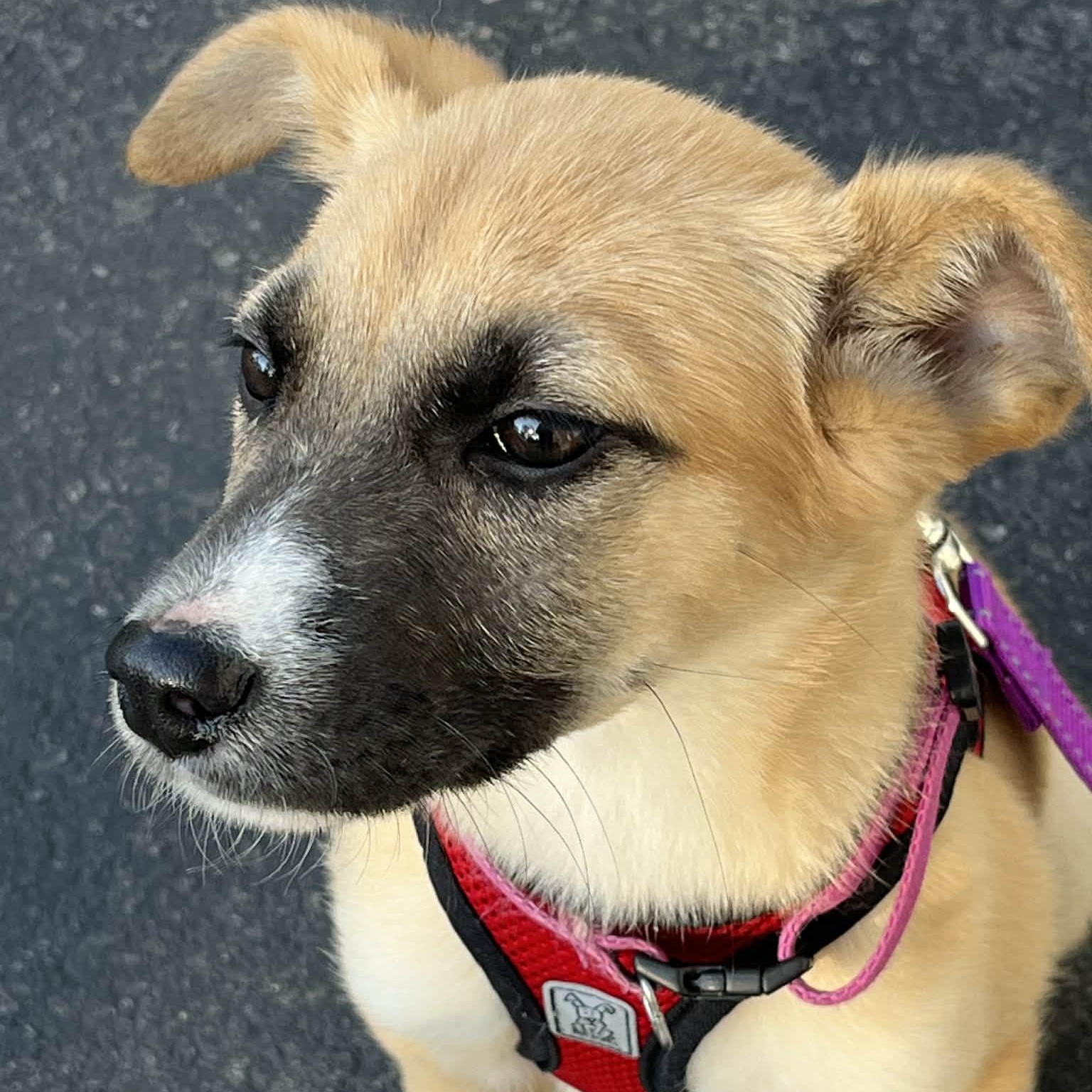 Oakley, a ADOPTABLE mixed breed in Rochester, NY image 1/6