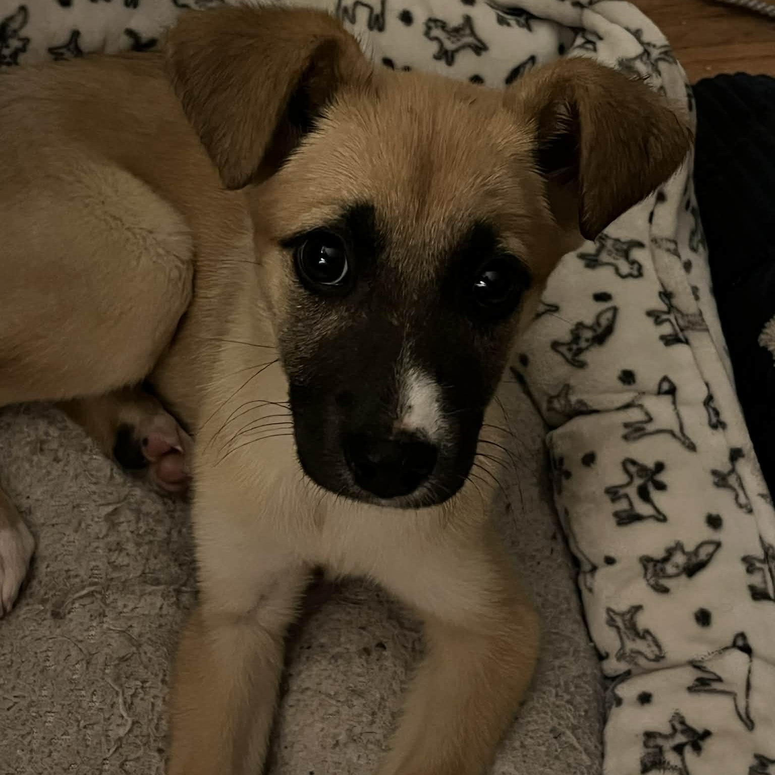 Oakley, a ADOPTABLE mixed breed in Rochester, NY image 3/6