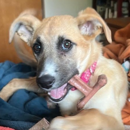 Oakley, ADOPTABLE, Puppy Female Shepherd & Terrier.