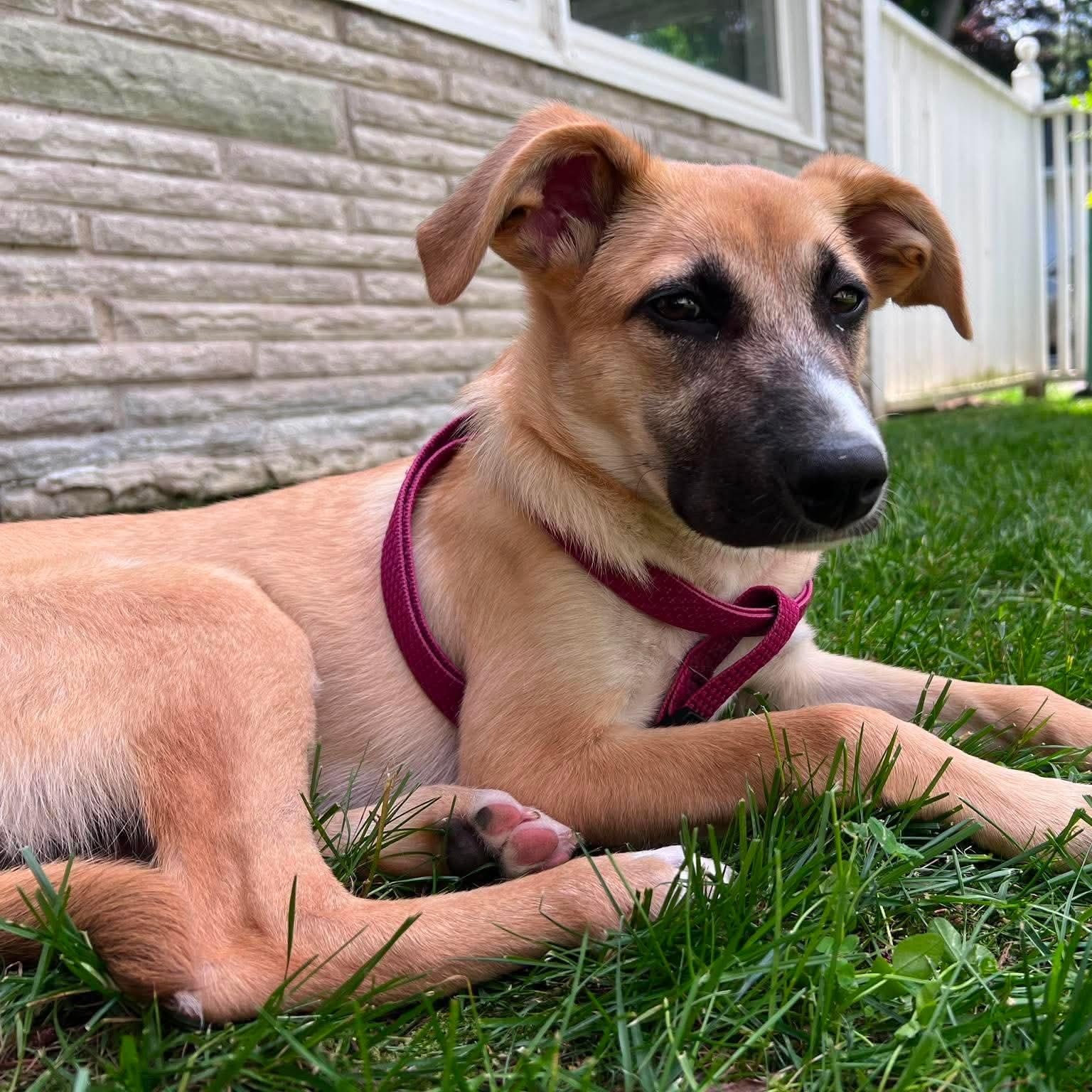 Oakley, ADOPTABLE, Puppy Female Shepherd & Terrier.