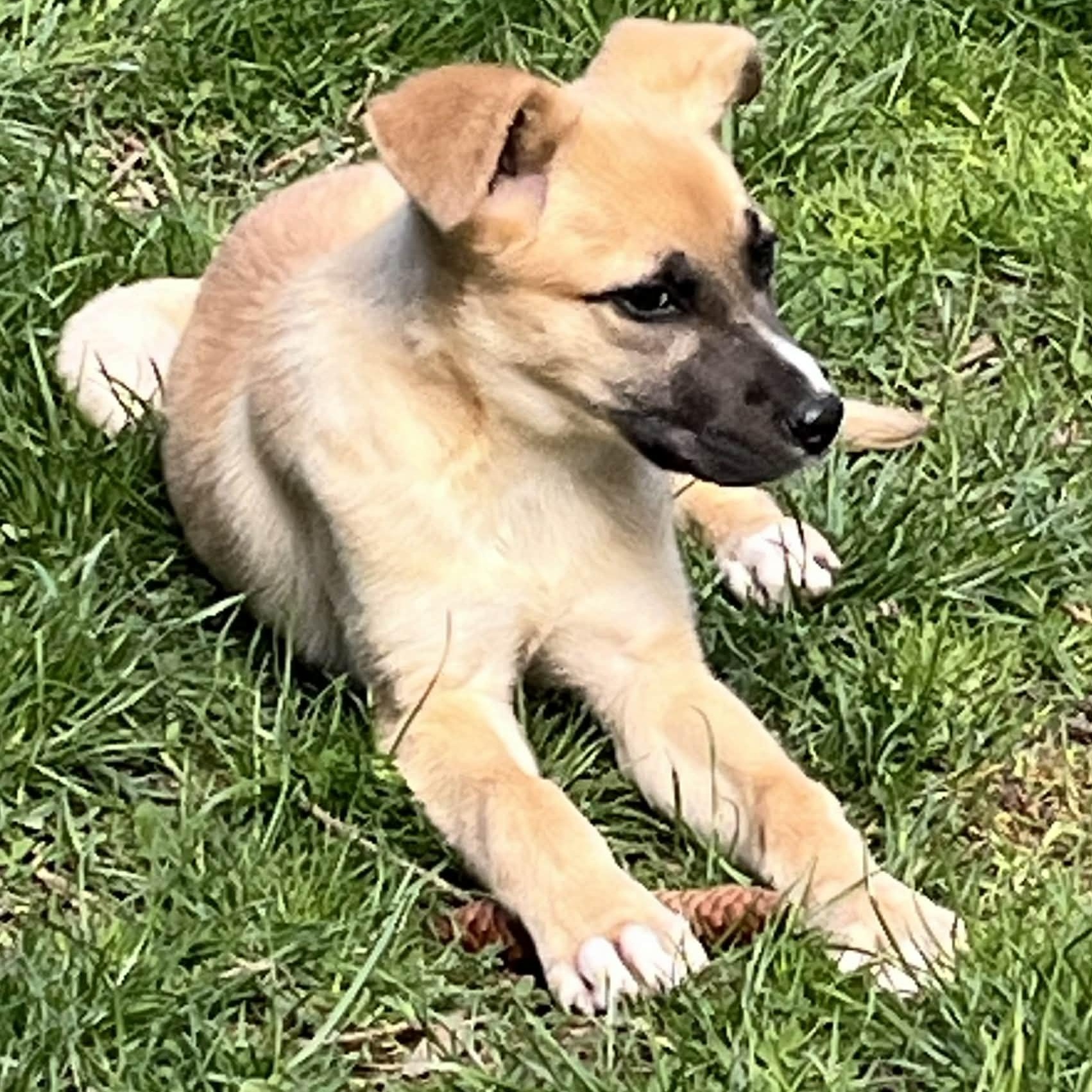 Oakley, a ADOPTABLE mixed breed in Rochester, NY image 4/6