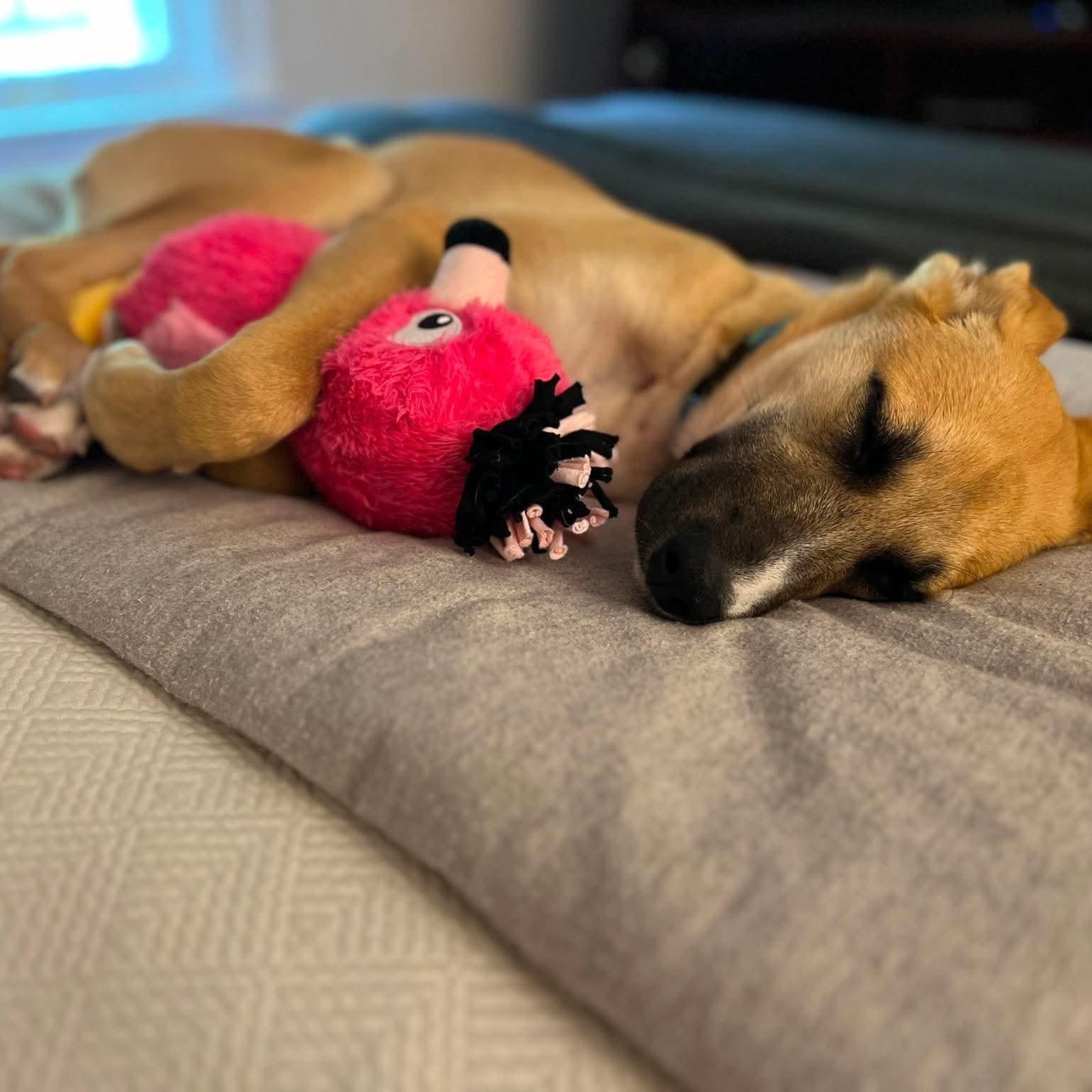 Oakley, an adoptable mixed breed in Rochester, NY image 5/5