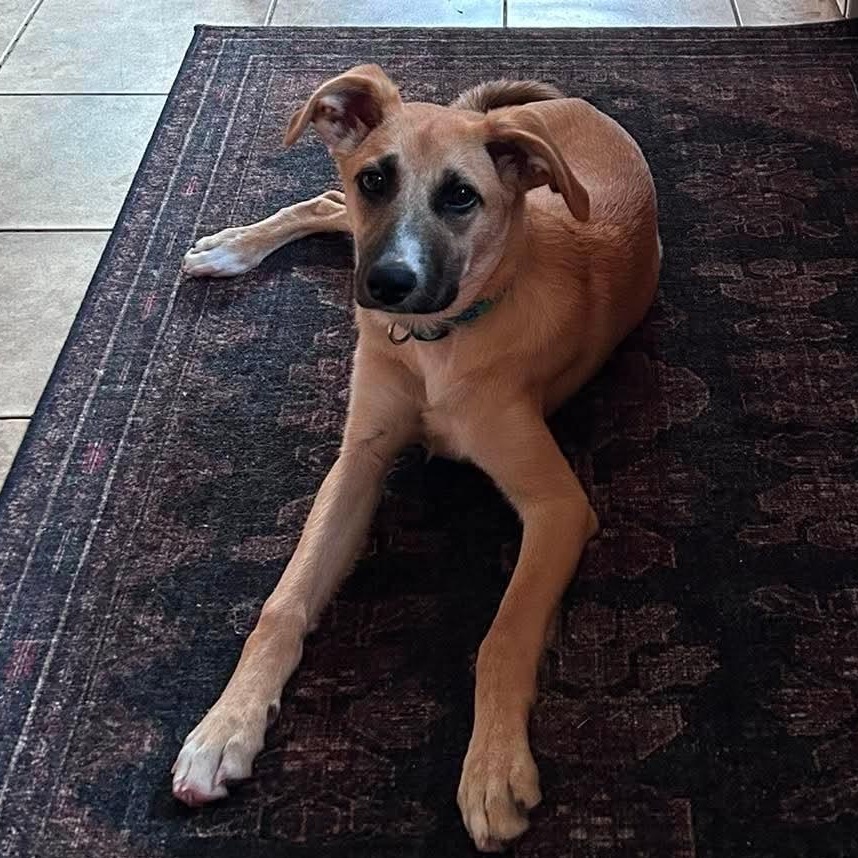 Oakley, adoptable, Puppy Female Shepherd & Terrier.