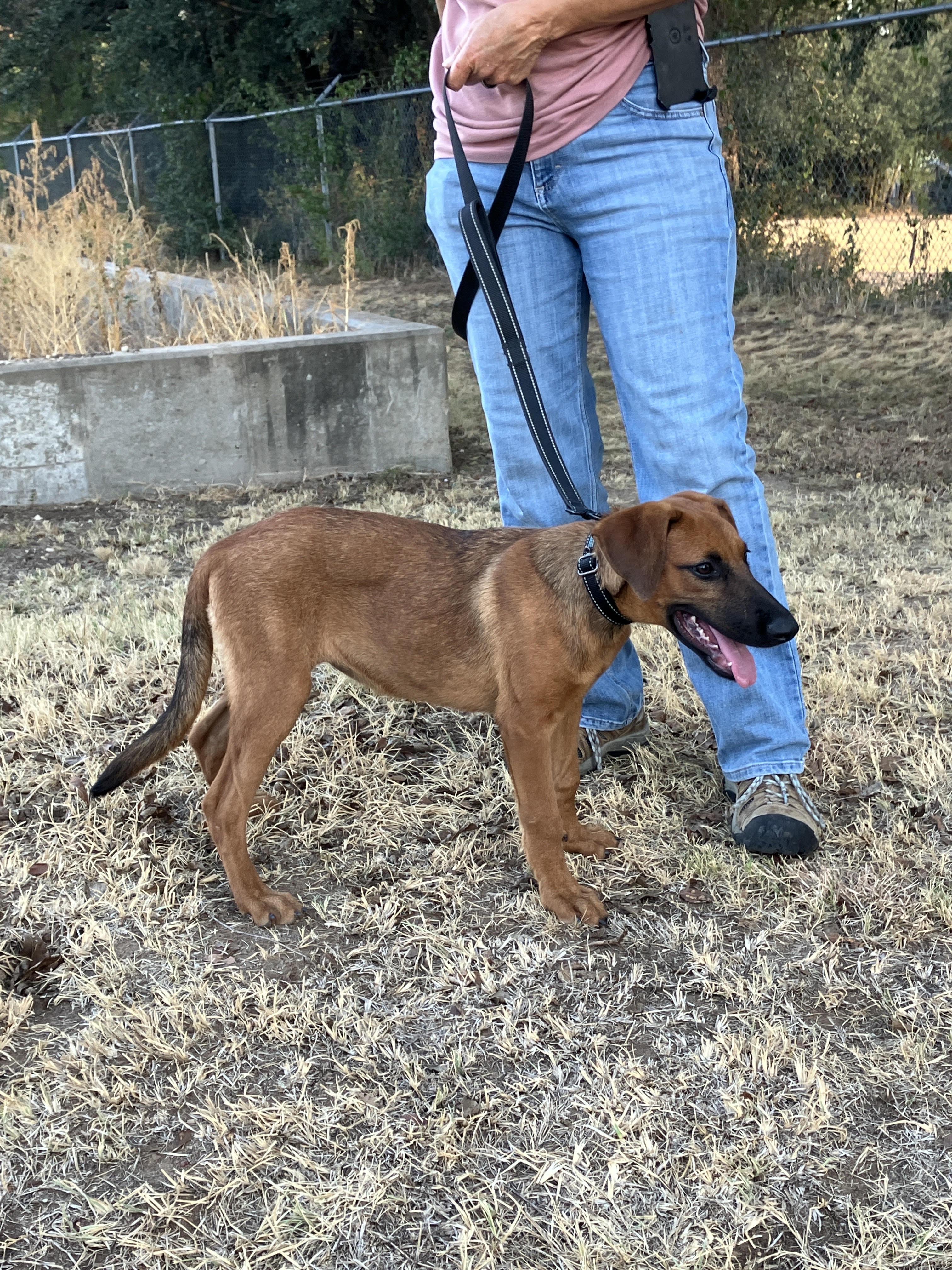 Enlarge PUDDING-Playful Puppy, a Adoptable mixed breed in Fayetteville, NC image 3/6