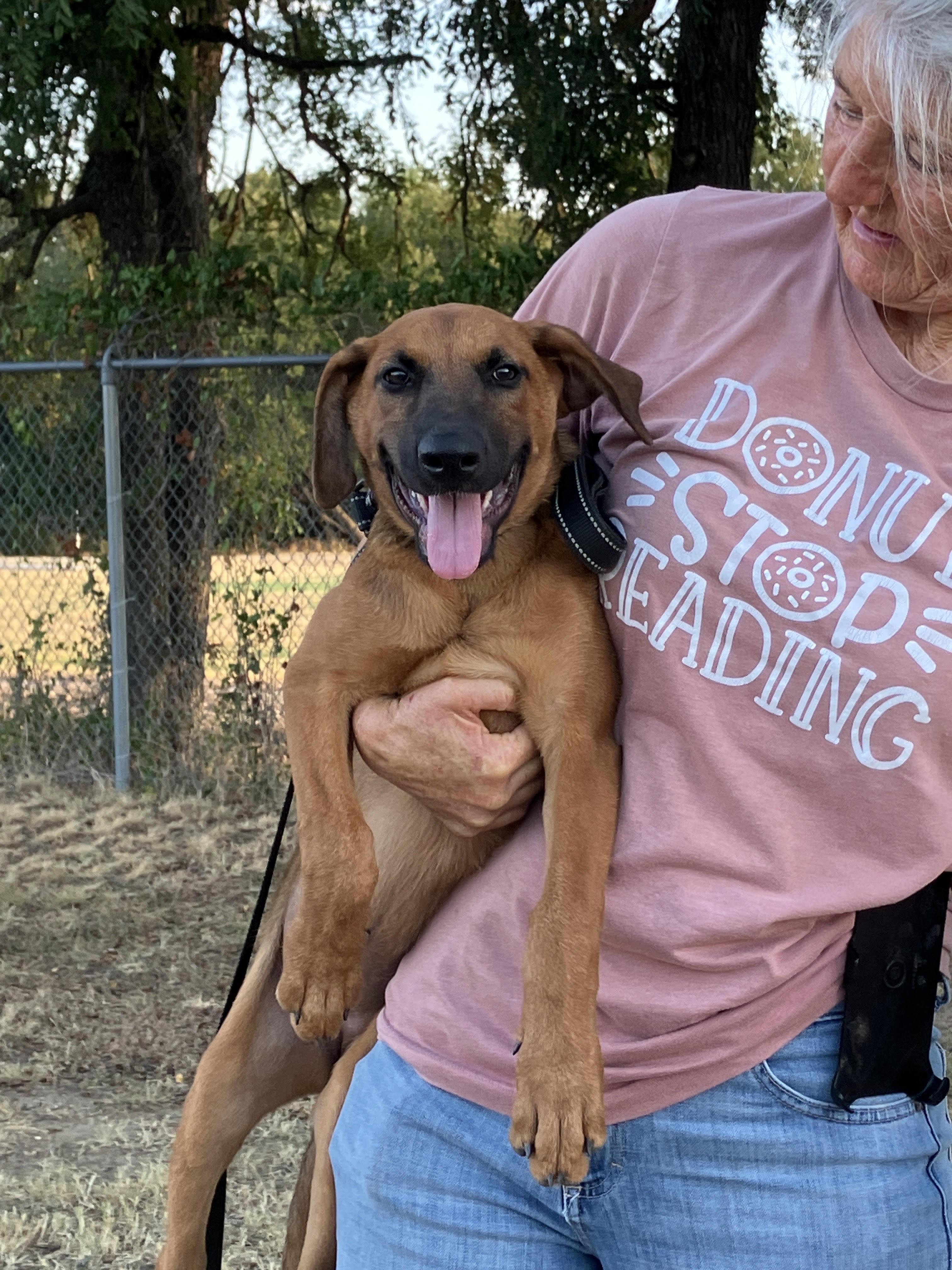 PUDDING-Playful Puppy, Adoptable, Puppy Female Black Mouth Cur & Mixed Breed.