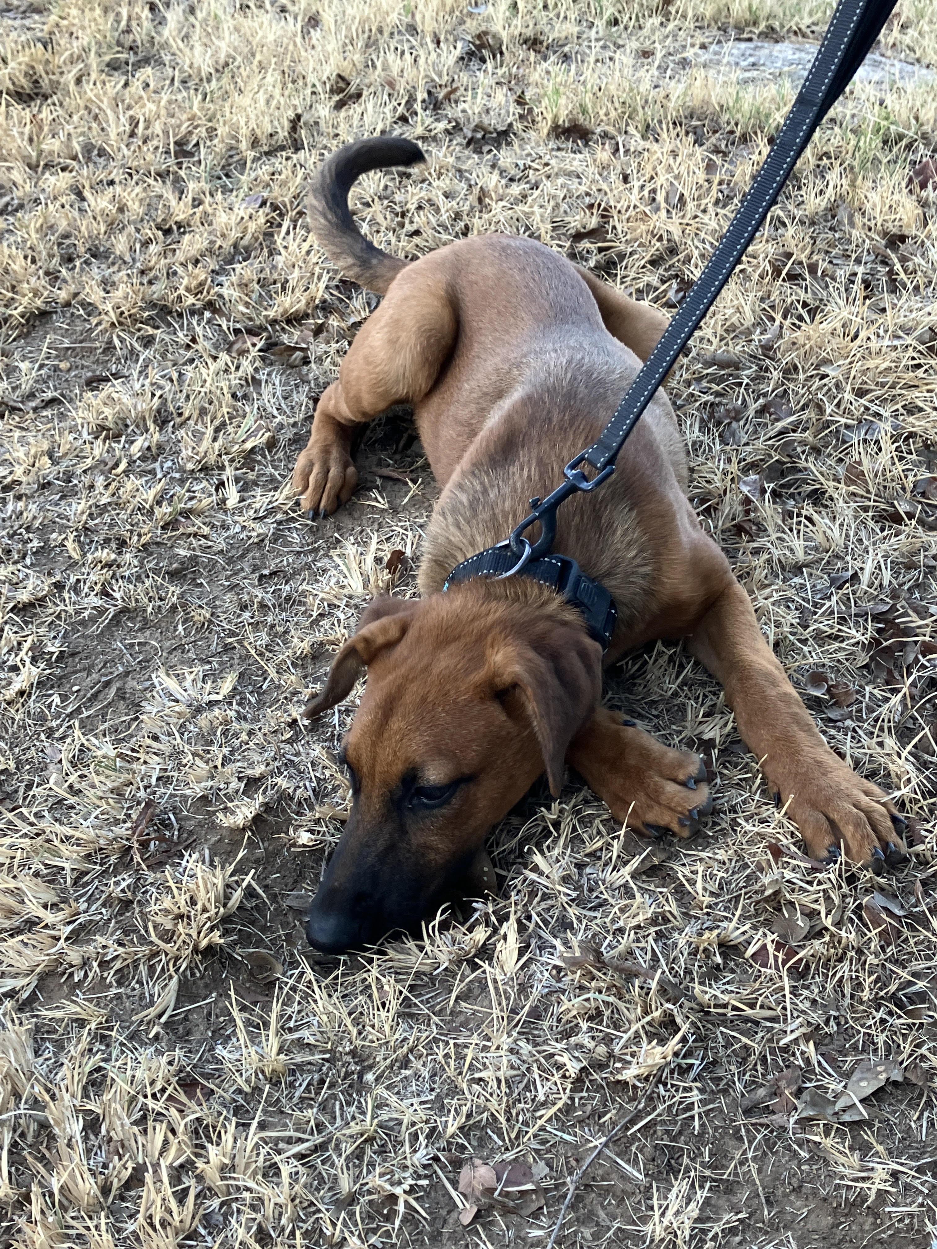 Enlarge PUDDING-Playful Puppy, a Adoptable mixed breed in Fayetteville, NC image 4/6