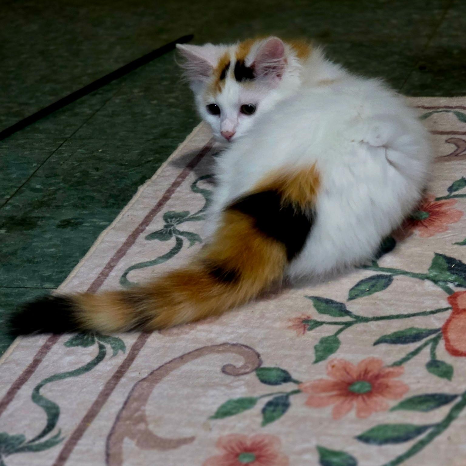 Enlarge Lyla, an adopted Domestic Long Hair in Johnson City, TN image 2/2