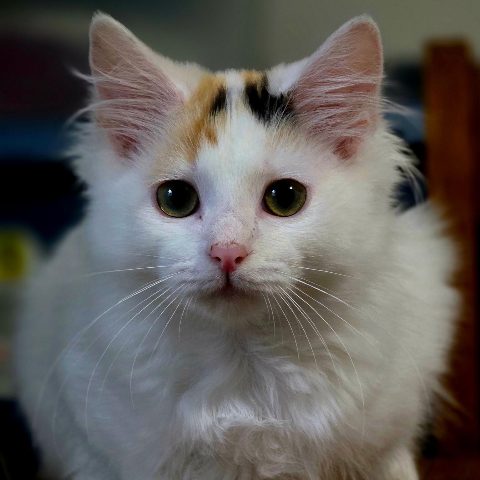 Lyla, adopted, Kitten Female Domestic Long Hair.