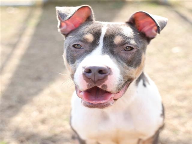 Enlarge A512519, a Adoptable mixed breed in Wilmington, NC image 1/1