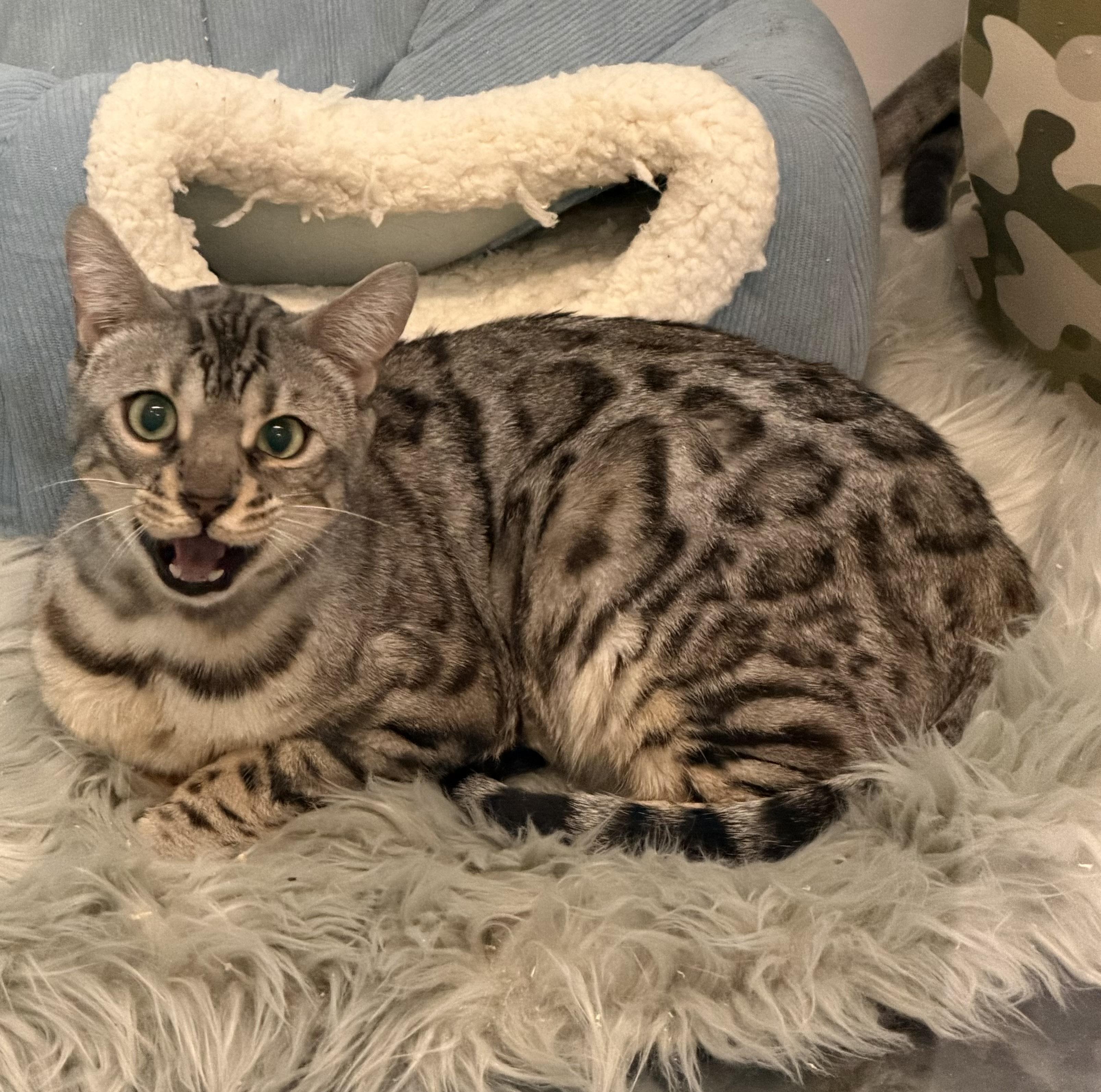 Enlarge Malcolm, an adopted Bengal in Pomona, CA image 1/1