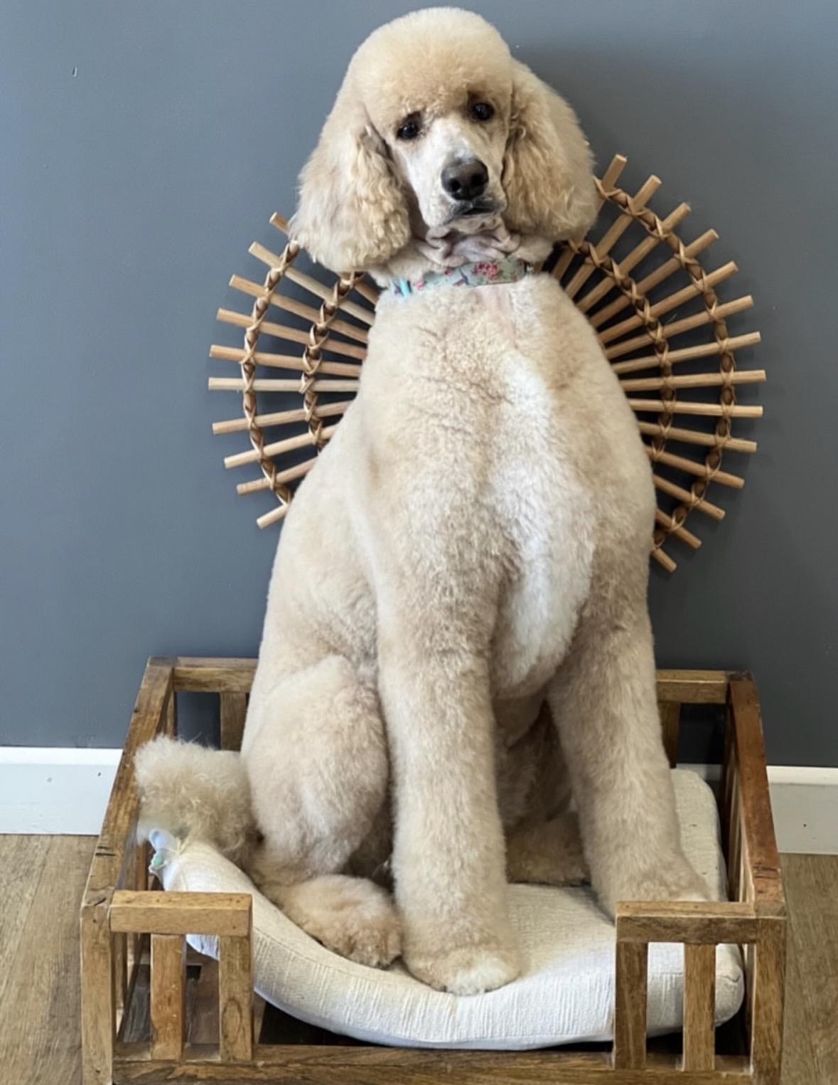 Brigitte, ADOPTABLE, Adult Female Standard Poodle.