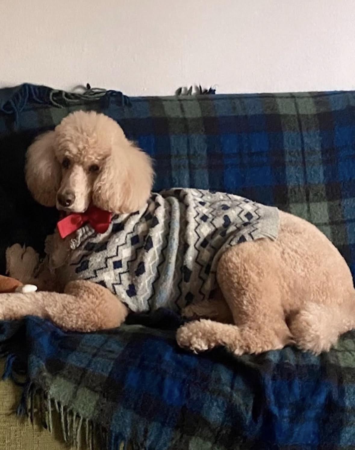 Enlarge Brigitte, a ADOPTABLE Standard Poodle in Pasadena, CA image 4/6