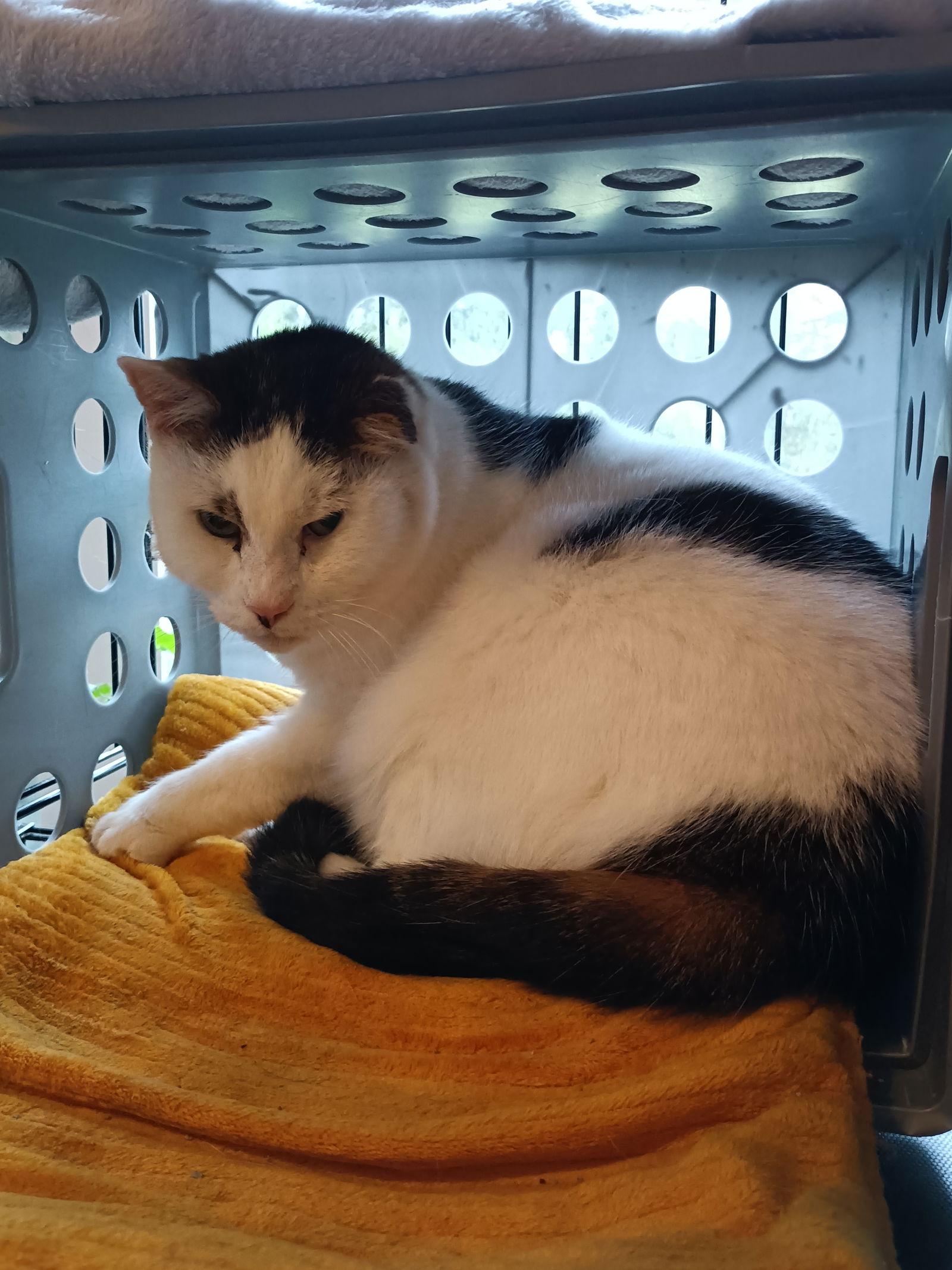 (ACCC Courtesy Post) Peanut, Adoptable, Senior Male Domestic Short Hair & Tabby.