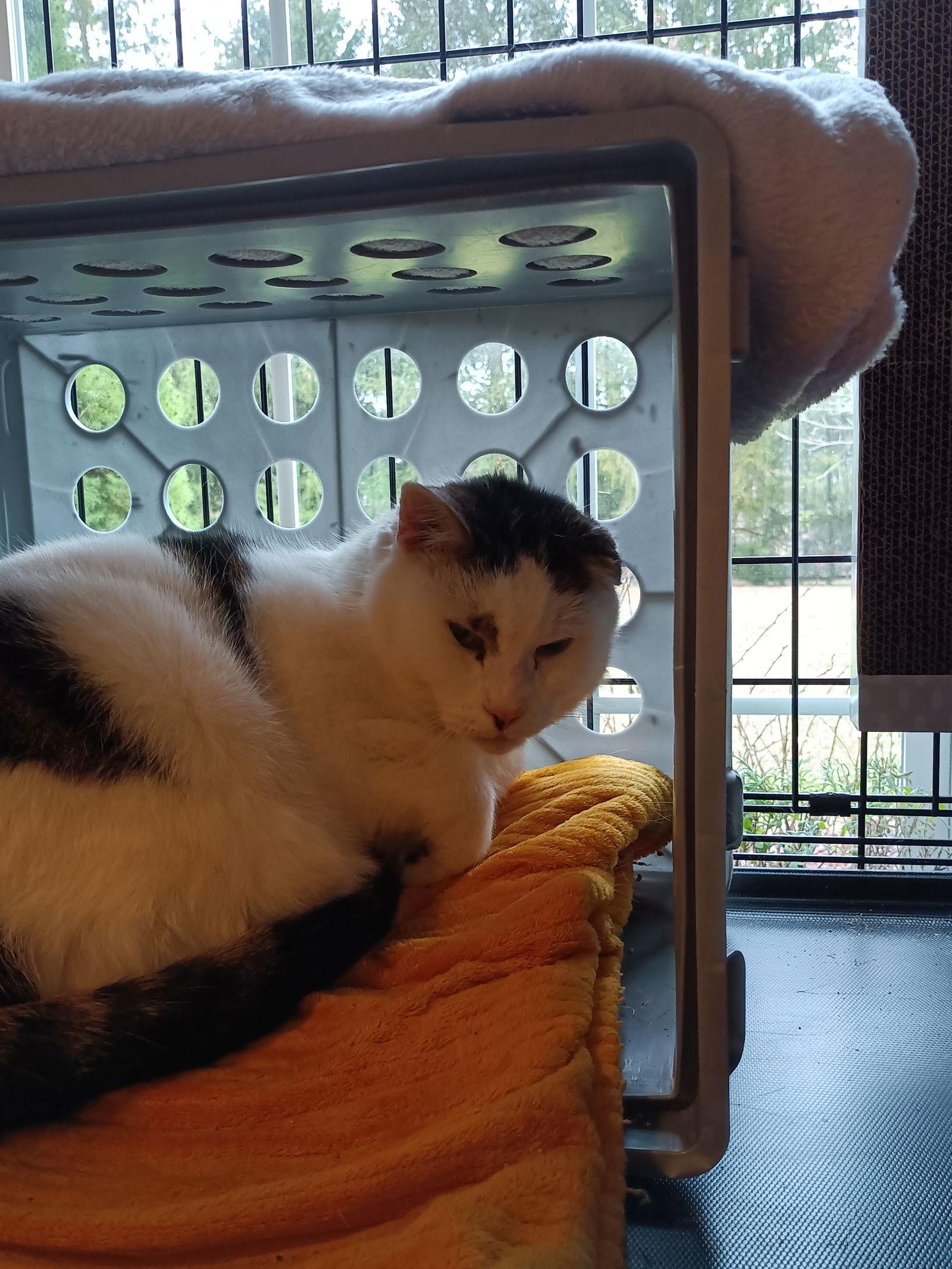 Enlarge (ACCC Courtesy Post) Peanut, a Adoptable mixed breed in Gettysburg, PA image 2/3