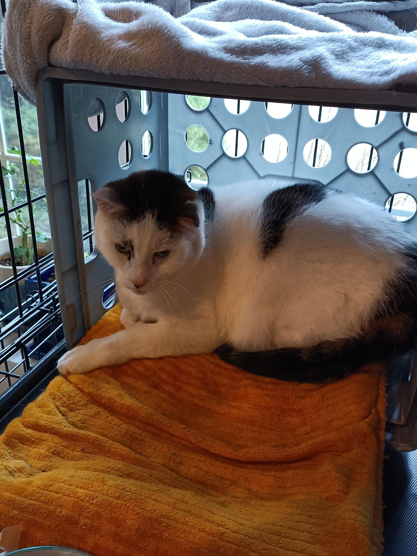 (ACCC Courtesy Post) Peanut — thumbnail 3