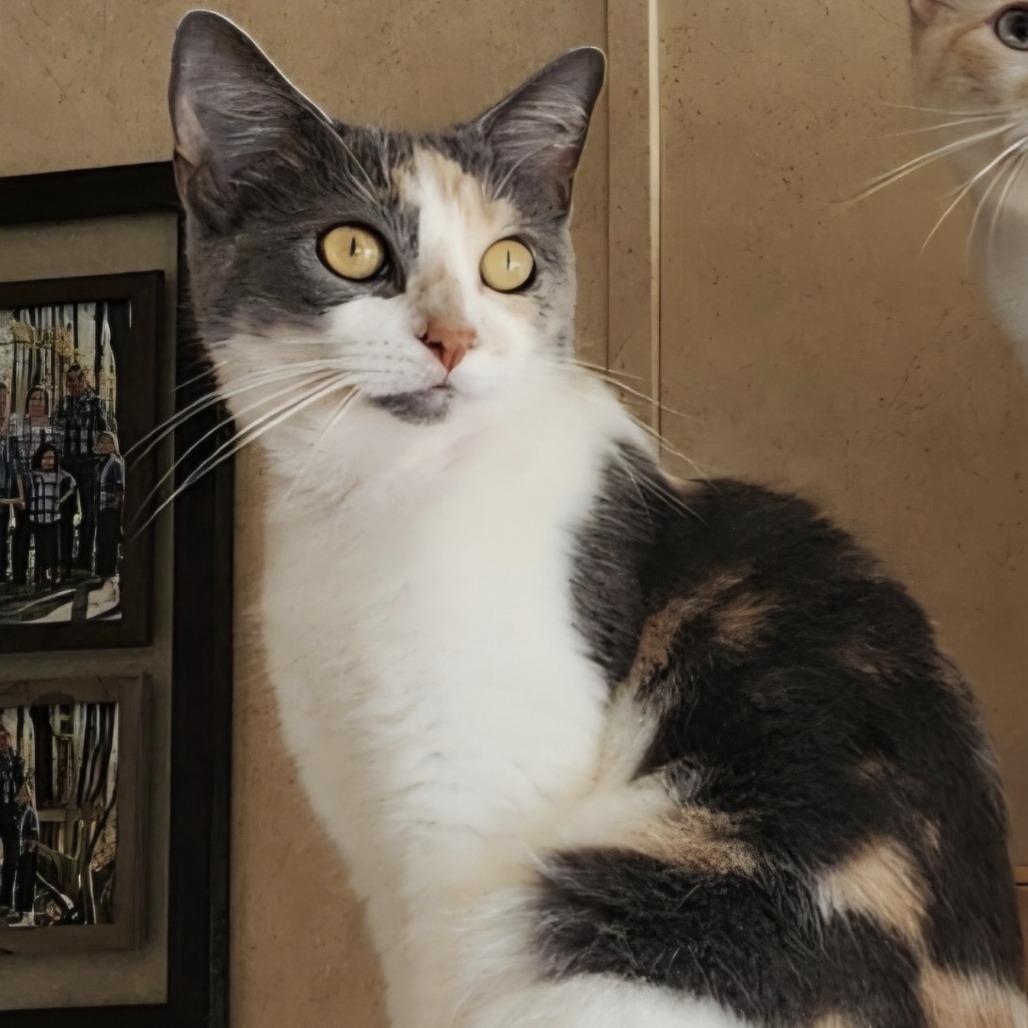 Enlarge Celexa - Bonded with Mia!, a Adoptable Domestic Short Hair in Bristol, IN image 1/1