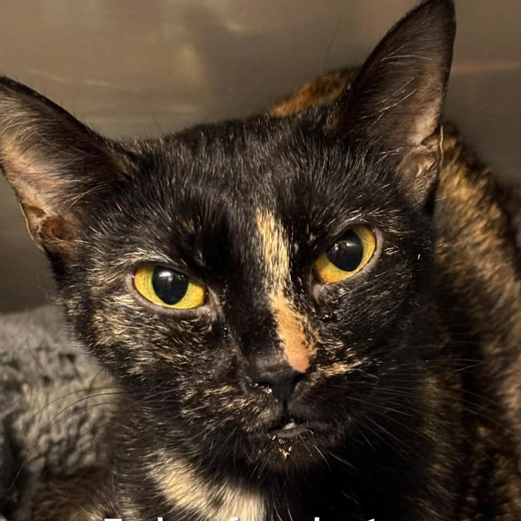 Fudge, Adoptable, Young Female Domestic Short Hair & Domestic Short Hair.