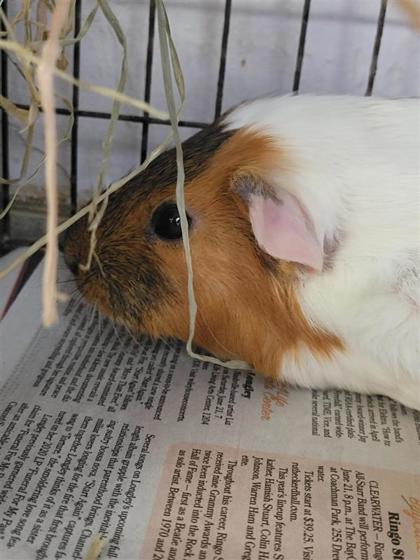 Doris, Adoptable, Adult Female Guinea Pig.