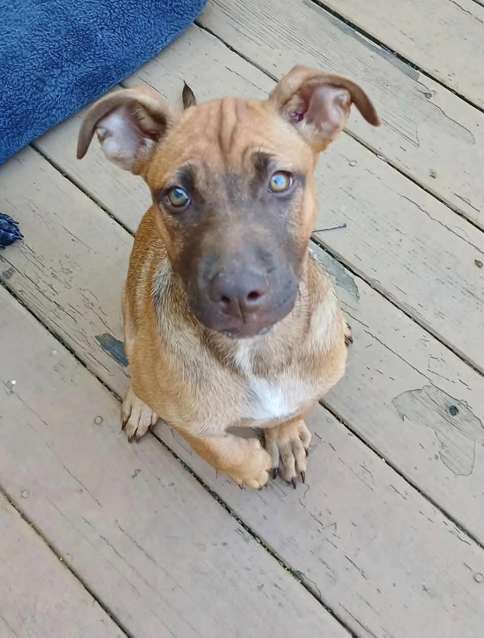 Nazthia, ADOPTABLE, Puppy Female Mixed Breed.