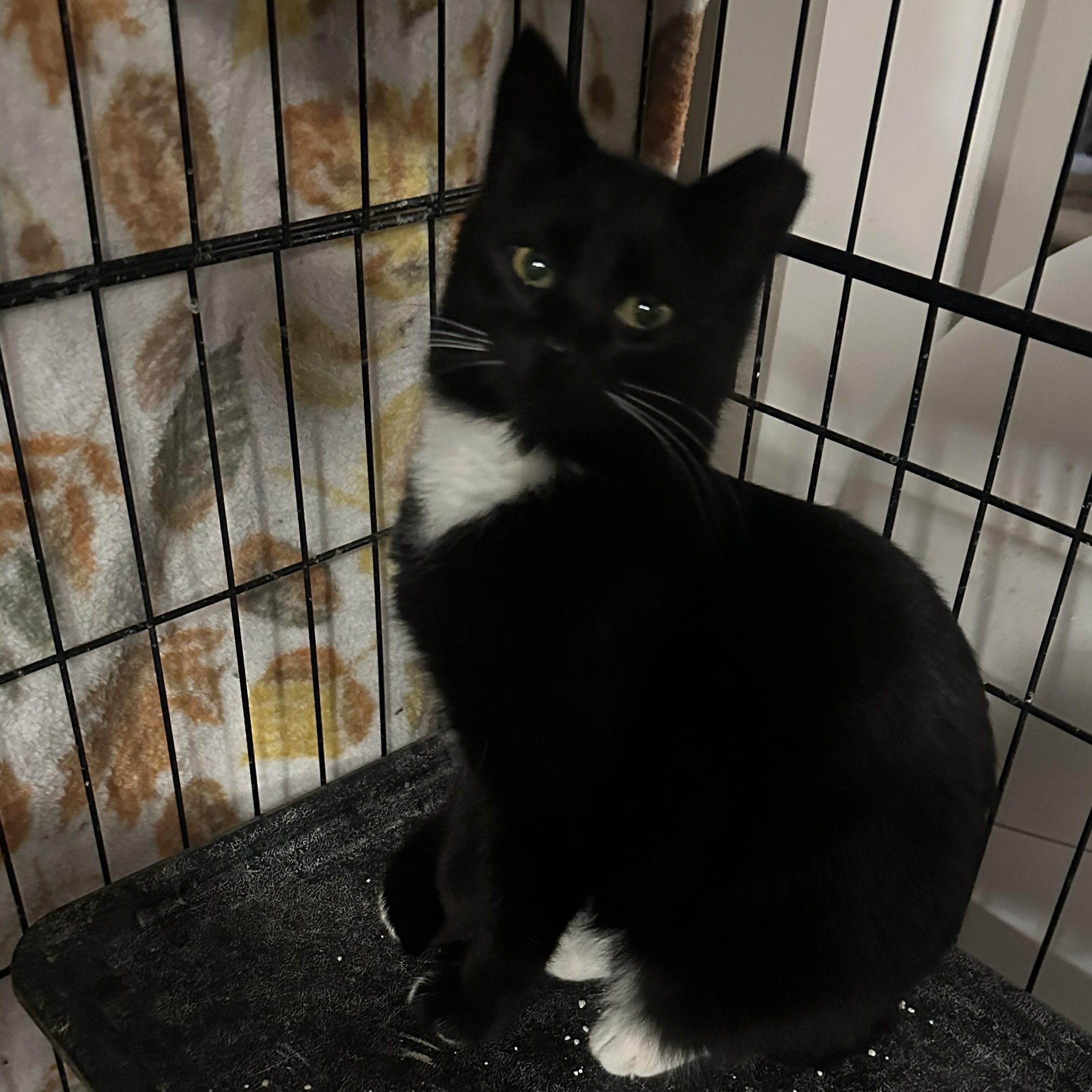 Enlarge Bagonia, a Adoptable American Shorthair in Missoula, MT image 1/1