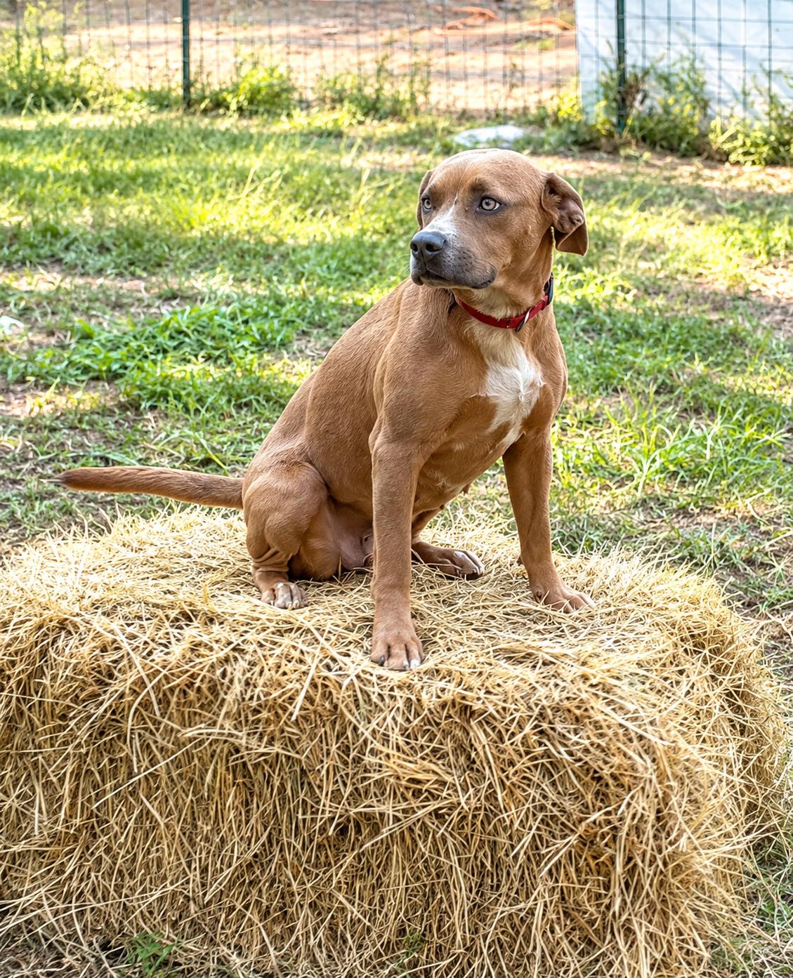 Hailey, Adoptable, Young Female Hound.