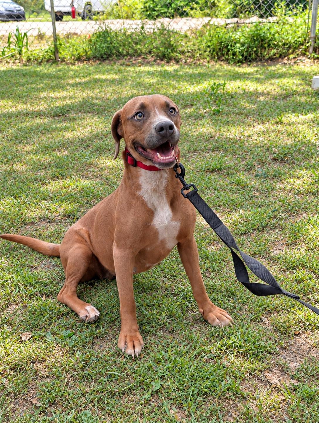 Enlarge Hailey, a Adoptable Mixed Breed in Jacksonville, FL image 1/1
