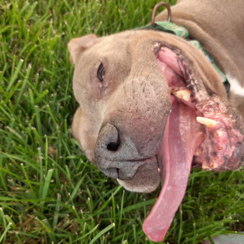Gotti, a Adoptable Pit Bull Terrier in Mooresville, IN image 1/5