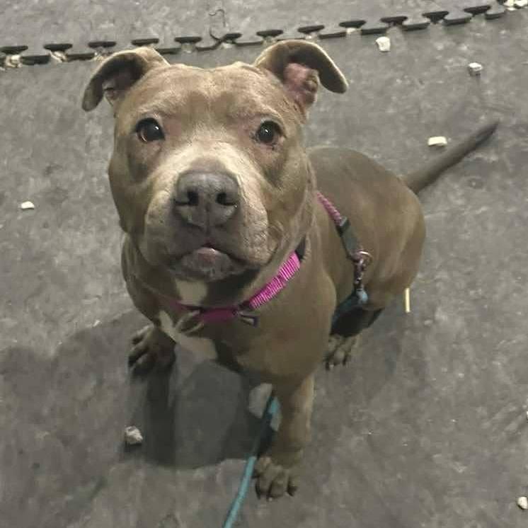 Enlarge Gotti, a Adoptable Pit Bull Terrier in Mooresville, IN image 2/6