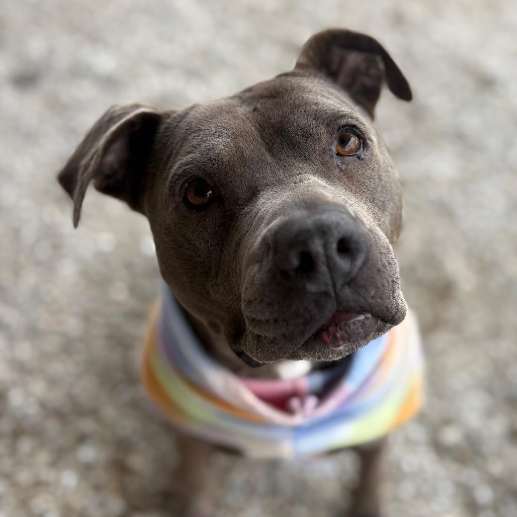 Enlarge Gotti, a Adoptable Pit Bull Terrier in Mooresville, IN image 3/6