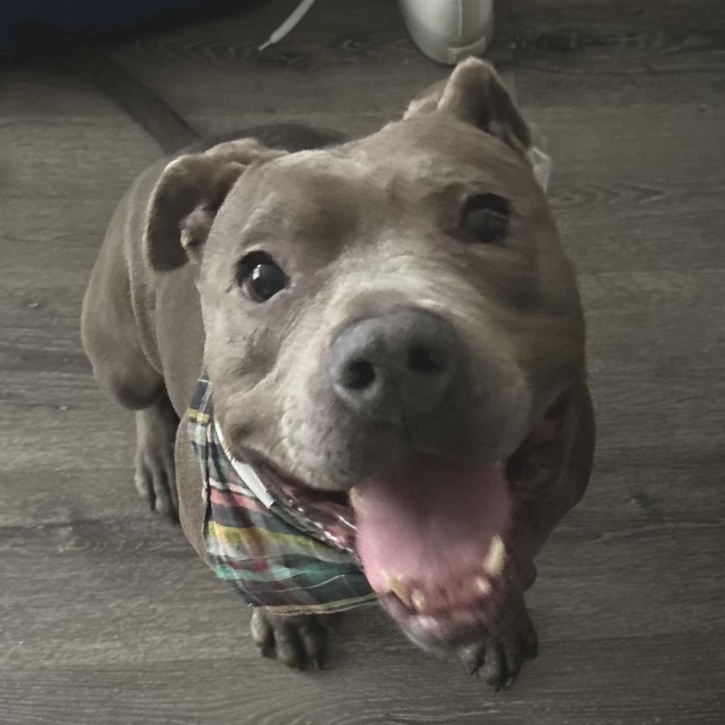 Enlarge Gotti, a Adoptable Pit Bull Terrier in Mooresville, IN image 4/6