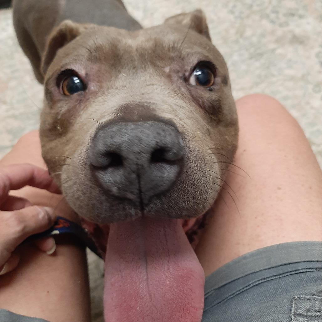Gotti, a Adoptable Pit Bull Terrier in Mooresville, IN image 5/5
