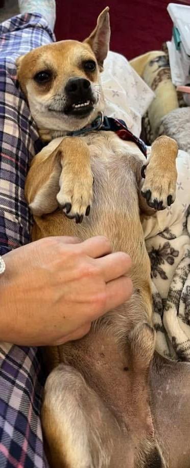 Enlarge Baxter, a Adopted mixed breed in Bristol, WI image 1/6