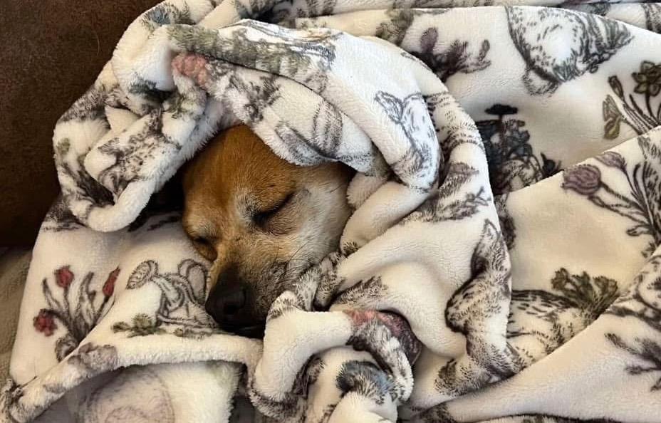 Enlarge Baxter, a Adopted mixed breed in Bristol, WI image 2/6