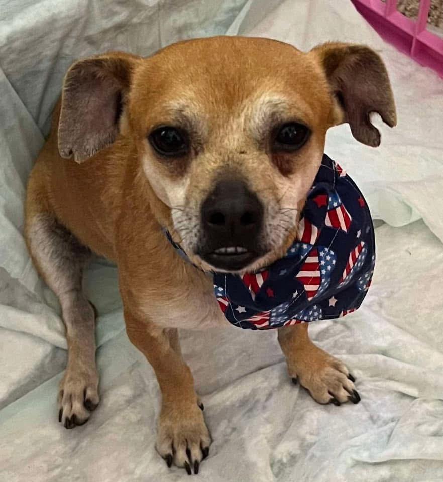 Enlarge Baxter, a Adopted mixed breed in Bristol, WI image 3/6