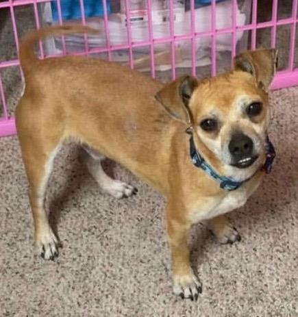 Enlarge Baxter, a Adopted mixed breed in Bristol, WI image 4/6