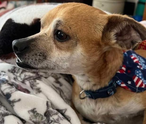 Enlarge Baxter, a Adopted mixed breed in Bristol, WI image 5/6