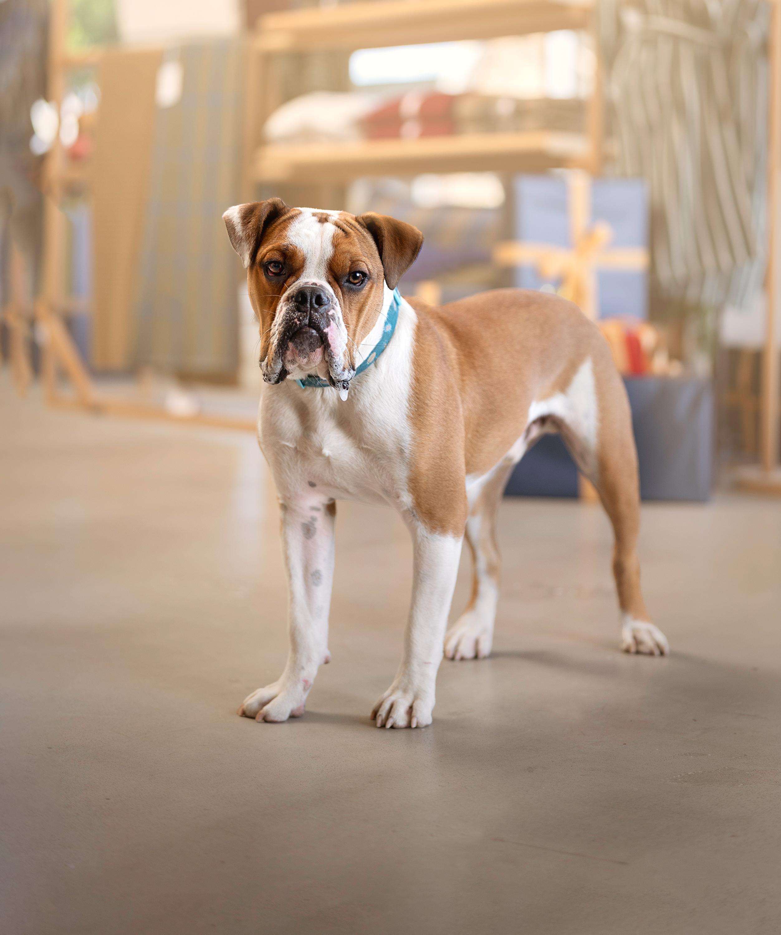 Meatball, Adoptable, Young Male American Bulldog & Boxer.